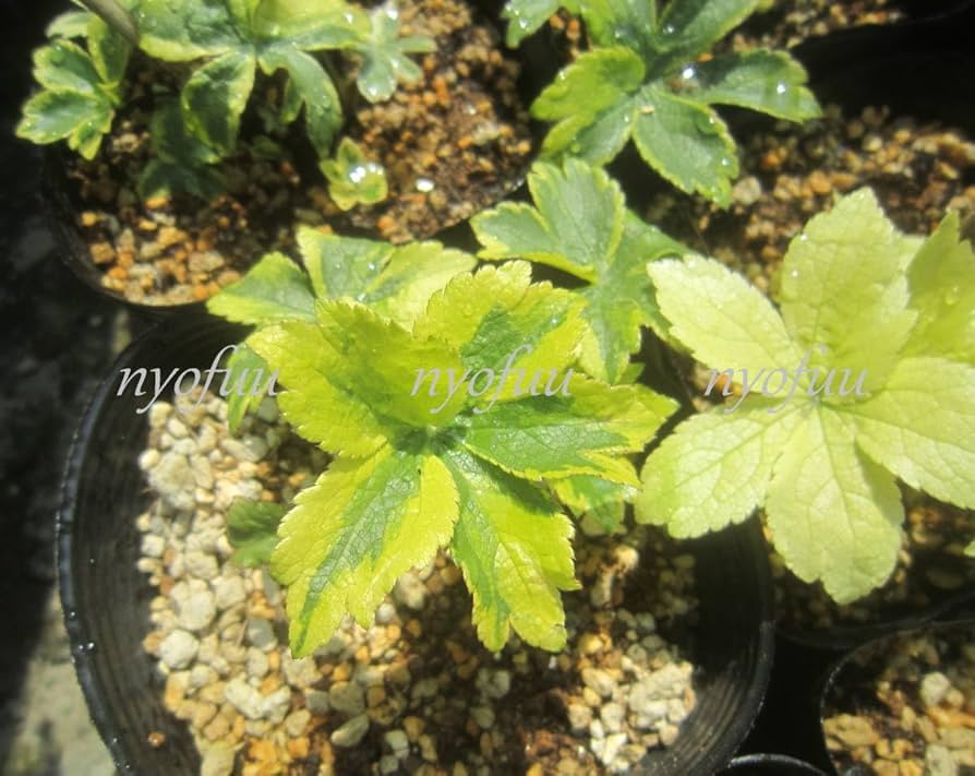 Amazon.co.jp: ∮ 黄斑 斑入り アストランチャー 照り葉 白花